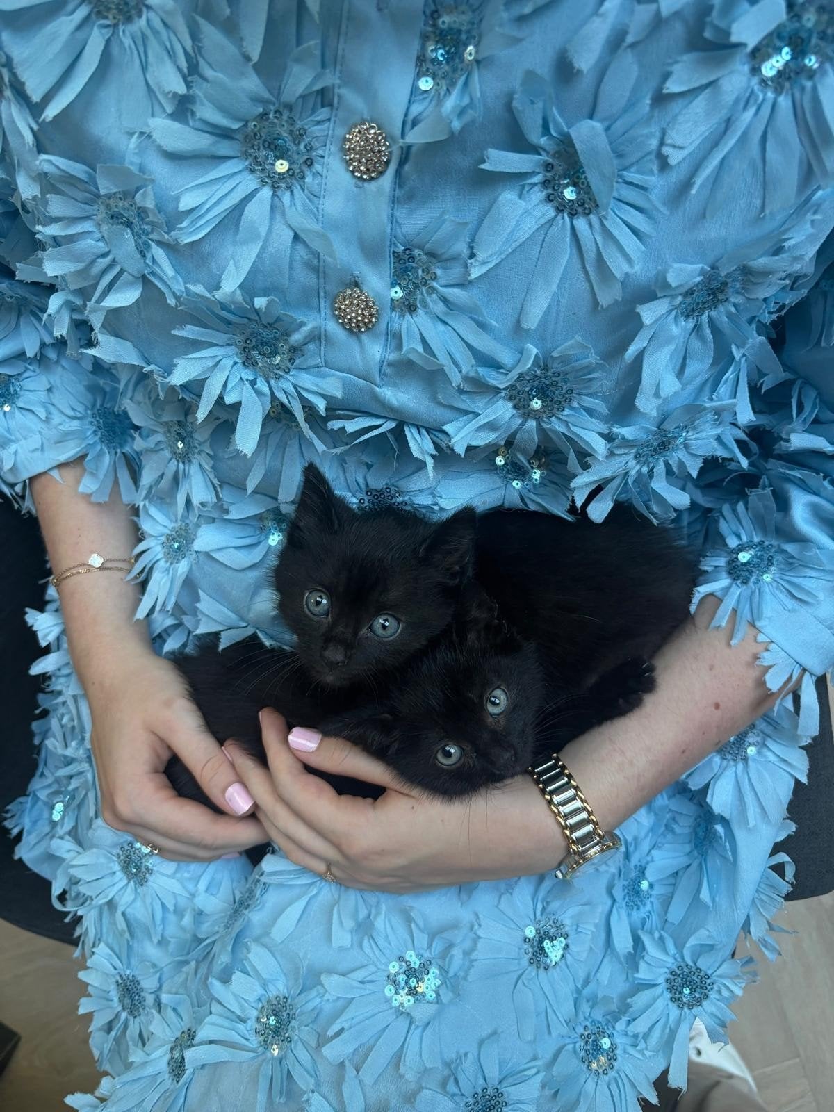 Te koop twee lieve kittens