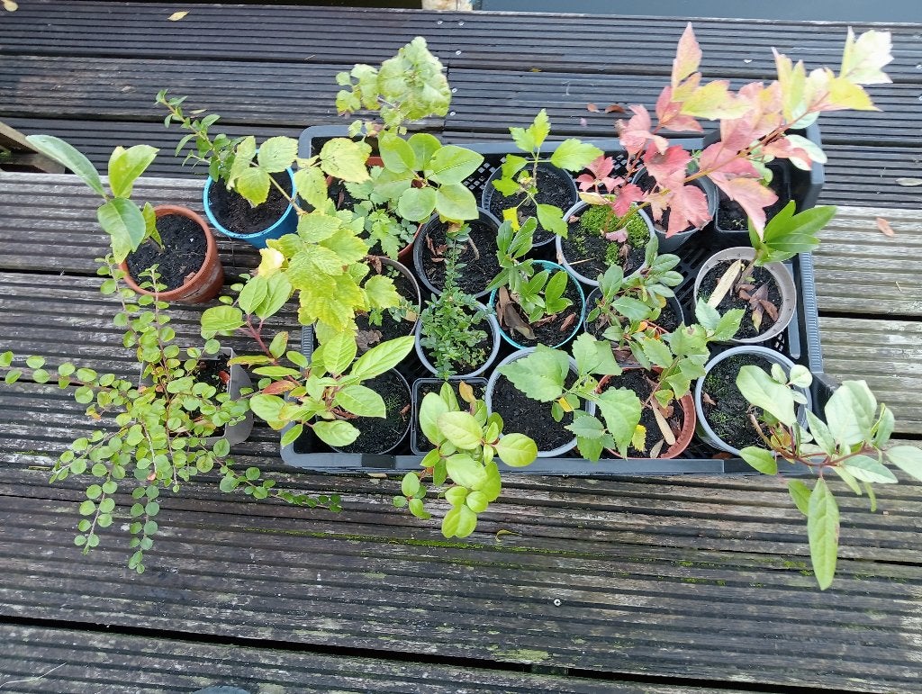 Kleine plantjes, Overige soorten, Vaste plant, Ophalen of Verzenden, Bloeit niet