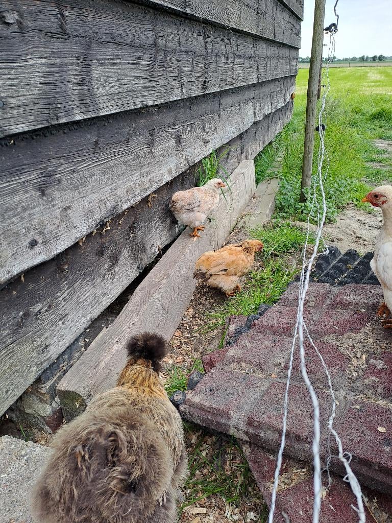 Wyandotte kriel, Dieren en Toebehoren, Pluimvee, Vrouwelijk, Kip