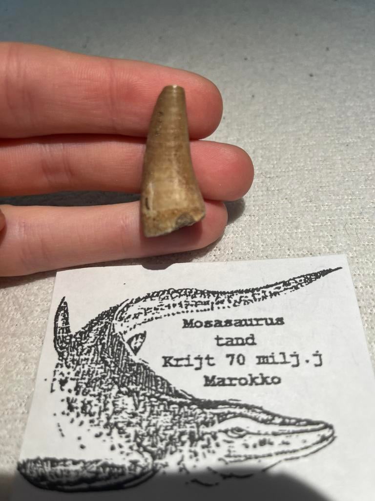Mosasaurus tand, Verzamelen, Mineralen en Fossielen, Ophalen of Verzenden, Fossiel