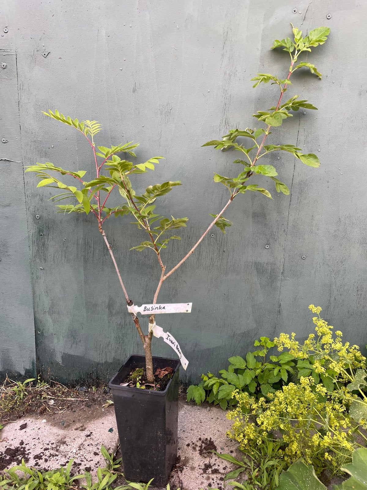 Sorbus vruchtlijsterbes 2op1, Ophalen of Verzenden, Minder dan 100 cm, Overige soorten, Zomer