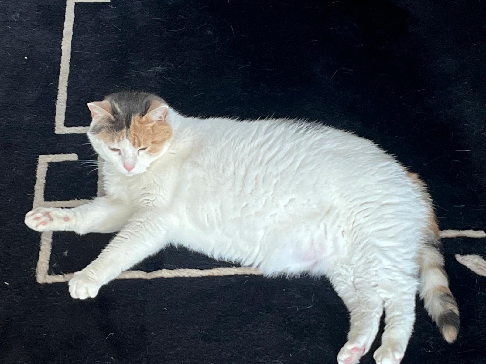 Lieve poes; Roosje, Poes