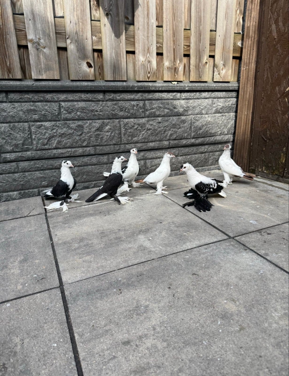 Takla duiven, Meerdere dieren, Postduif