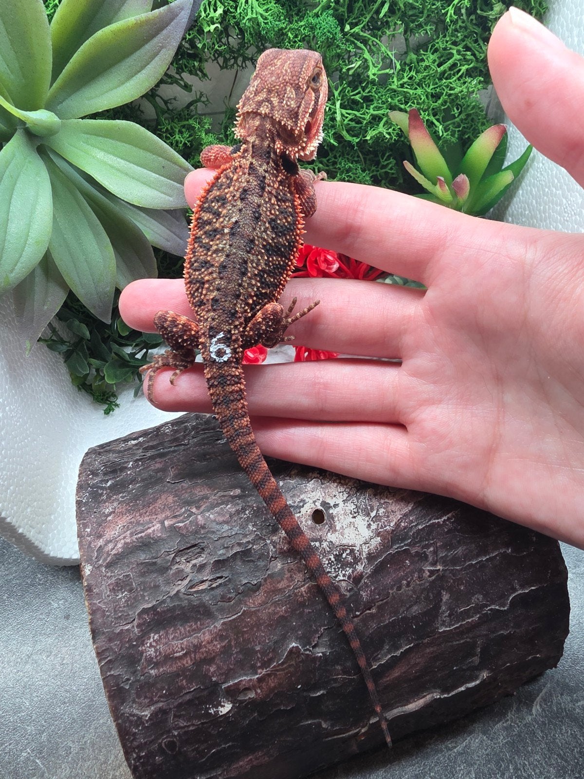 dark red monster, het hypo ,man, Hagedis, 0 tot 2 jaar