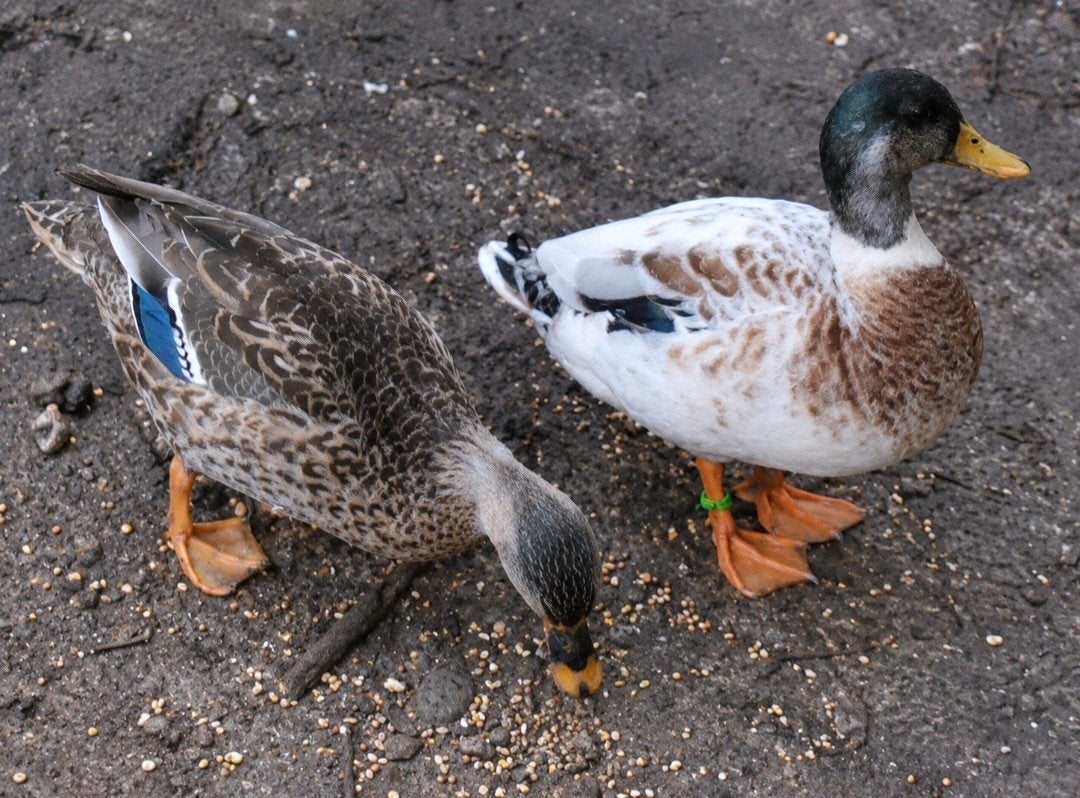 span kwakers, Dieren en Toebehoren, Meerdere dieren, Eend