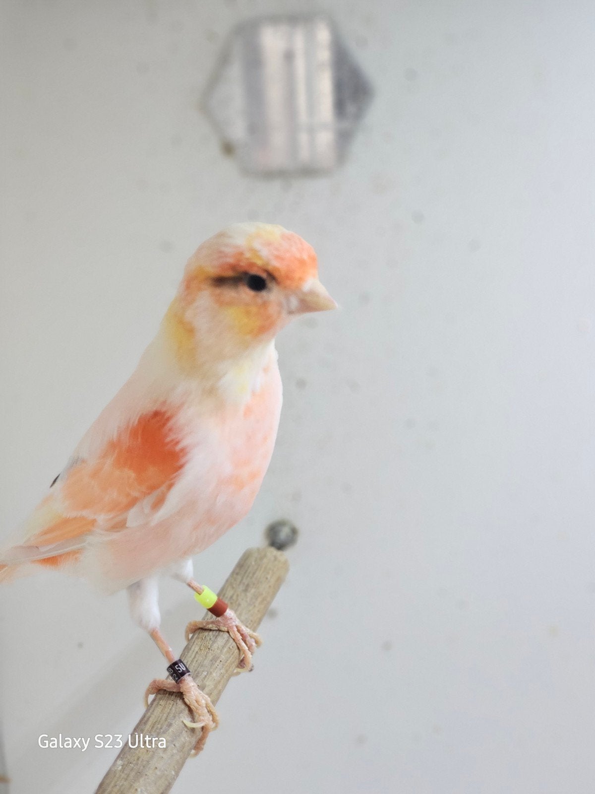 mooie Harlekijn kanarieman, Dieren en Toebehoren, Vogels | Kanaries, Mannelijk