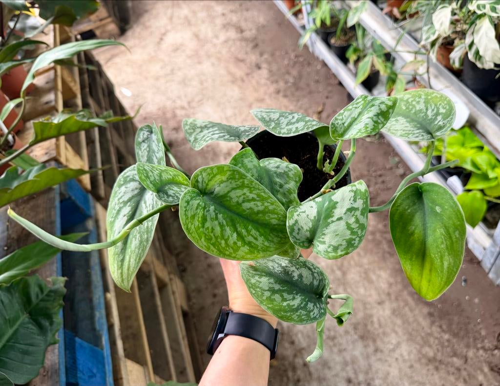 Scindapsus Trebie p12, Overige soorten, In pot, Minder dan 100 cm, Groene kamerplant