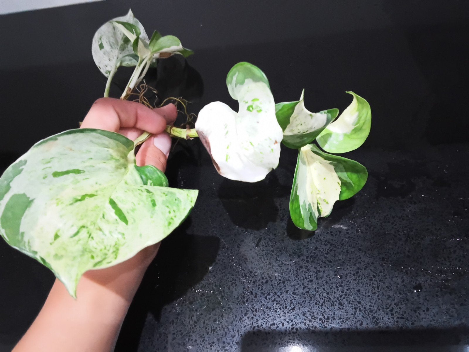 Epipremnum Aureum Marble Queen stekjes, Groene kamerplant, Ophalen of Verzenden, Halfschaduw, Minder dan 100 cm