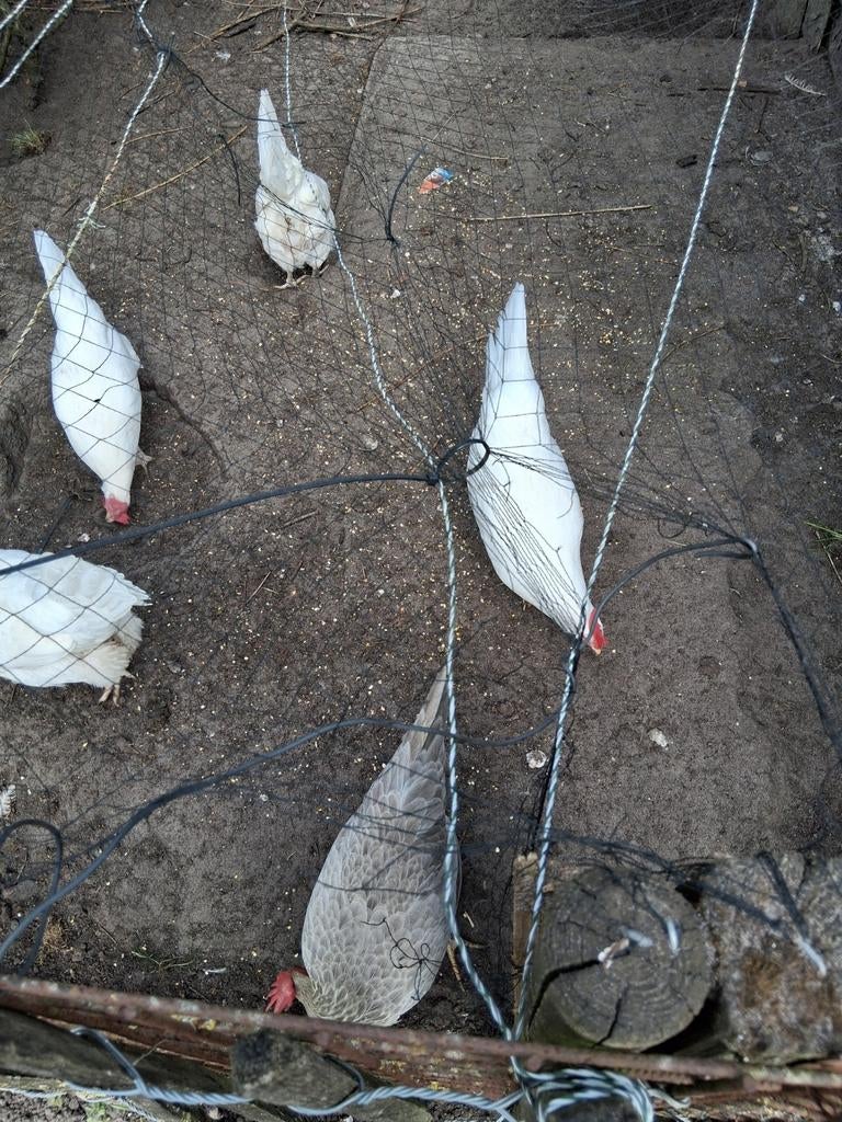 Leghorn, Dieren en Toebehoren, Pluimvee, Vrouwelijk, Kip