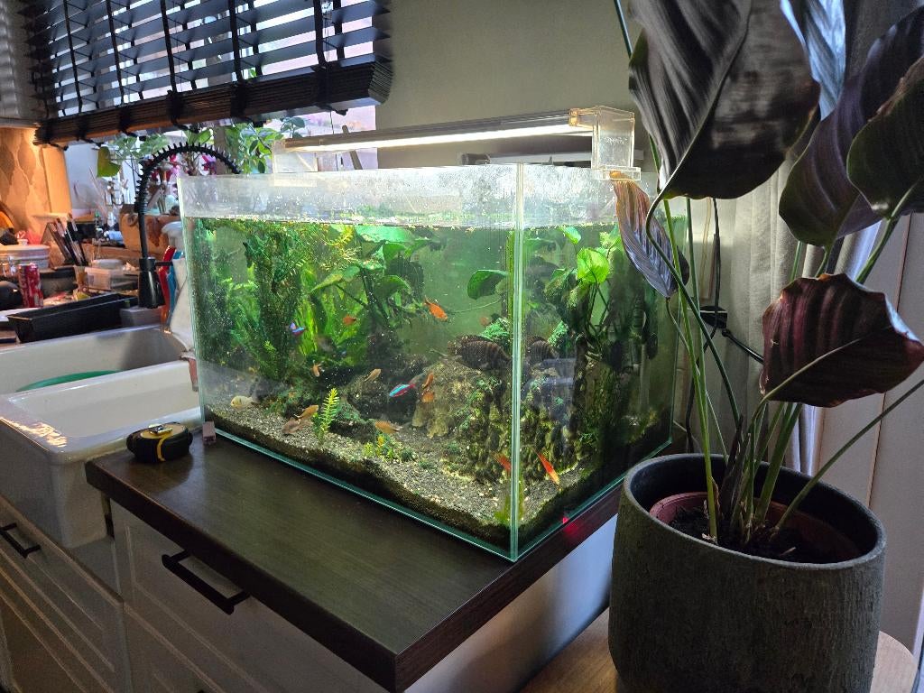 superfish scaper 90 inclusief mooi vissenbestand, Ophalen, Gebruikt, Inclusief toebehoren, Gevuld zoetwateraquarium