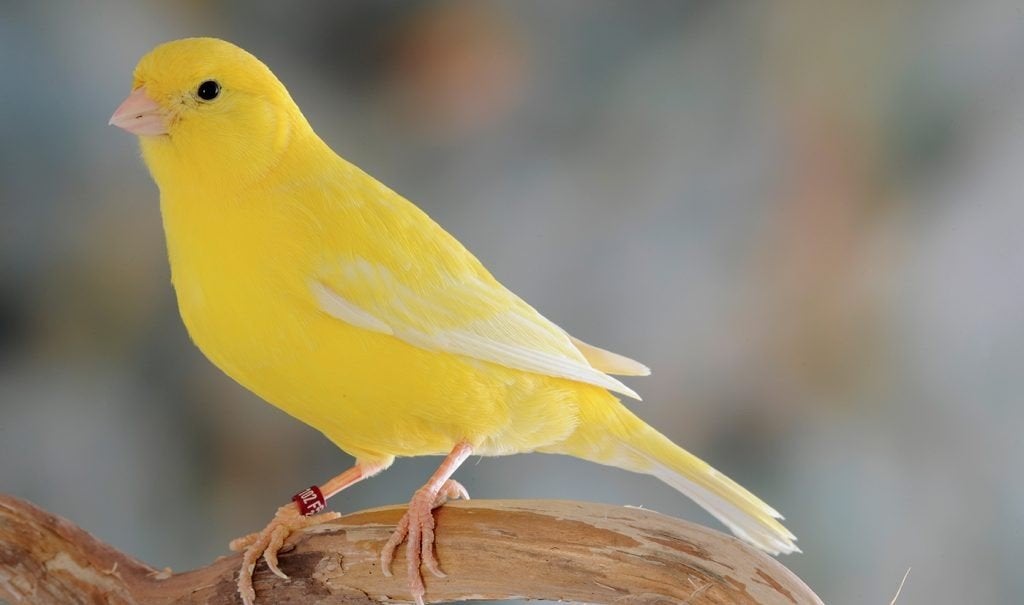 Gele Kanarie, Dieren en Toebehoren, Vogels | Kanaries, Meerdere dieren, Kleurkanarie