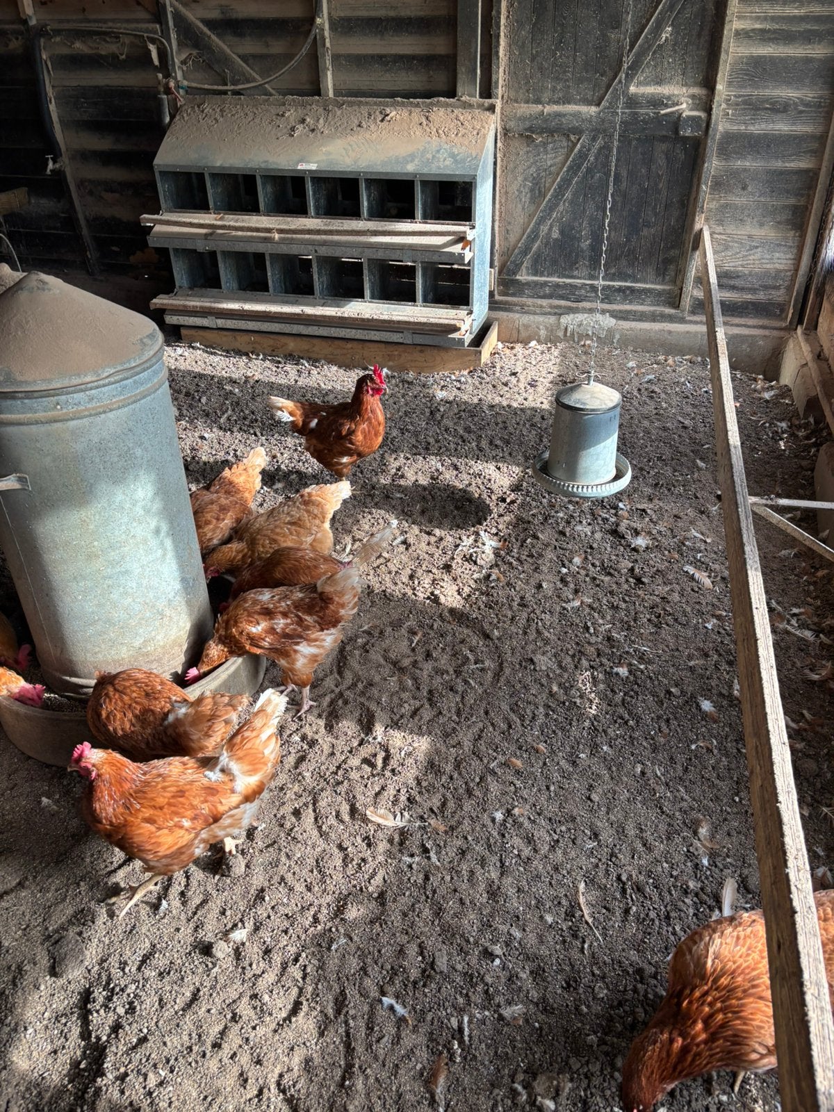 Slachtkippen gratis ophalen, Dieren en Toebehoren, Meerdere dieren, Kip