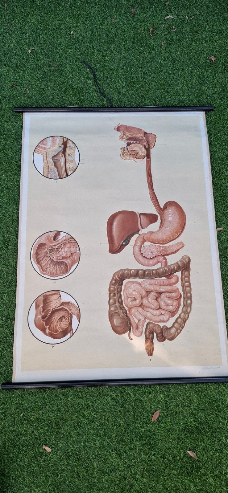 Oude anatomische plaat 1955  schoolplaat spijsvertering, Antiek en Kunst, Ophalen, Natuur en Biologie