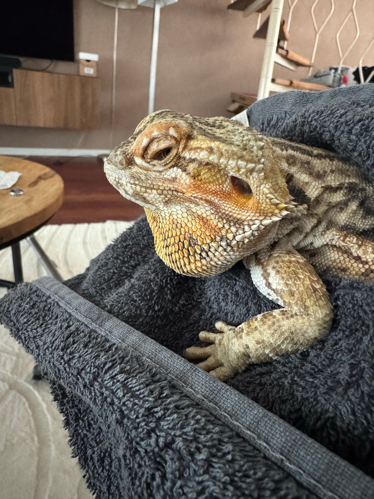Baardagaam met terrarium, Dieren en Toebehoren, Hagedis, Met terrarium, 11 jaar of ouder