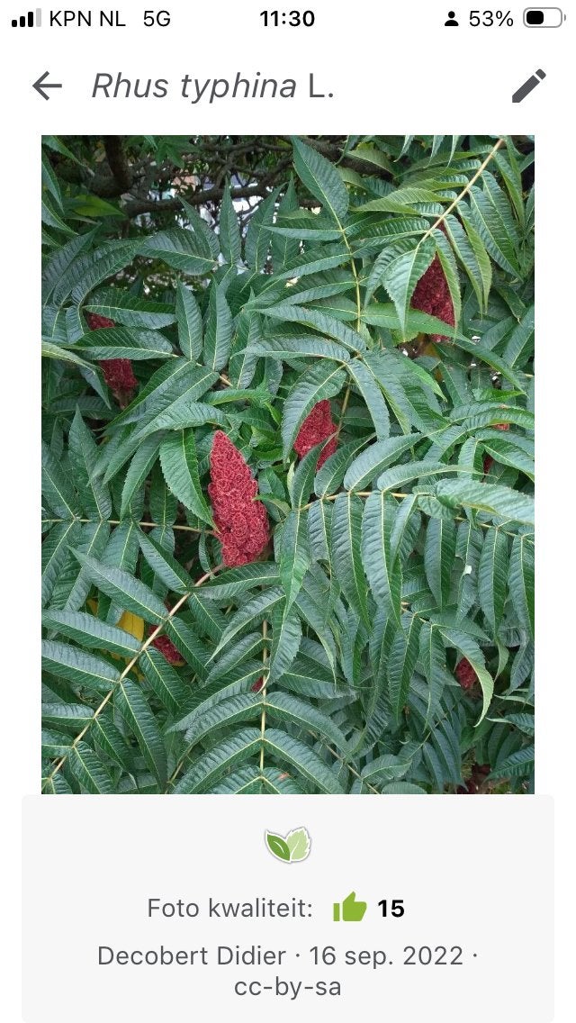 Fluweelboom 75-100 cm hoog enkel of meestammig, Tuin en Terras, Vaste plant, Halfschaduw, Herfst, Ophalen