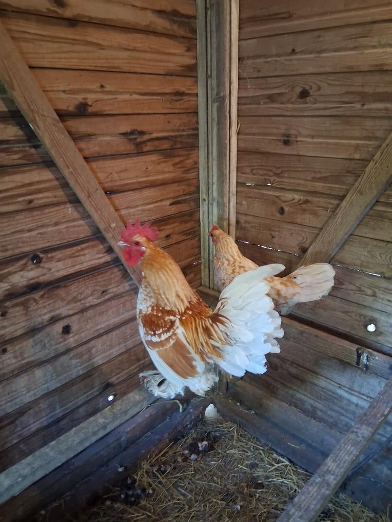 Koppel sabelpootkriel okerwitgepareld van 2025, Dieren en Toebehoren, Pluimvee, Meerdere dieren, Kip