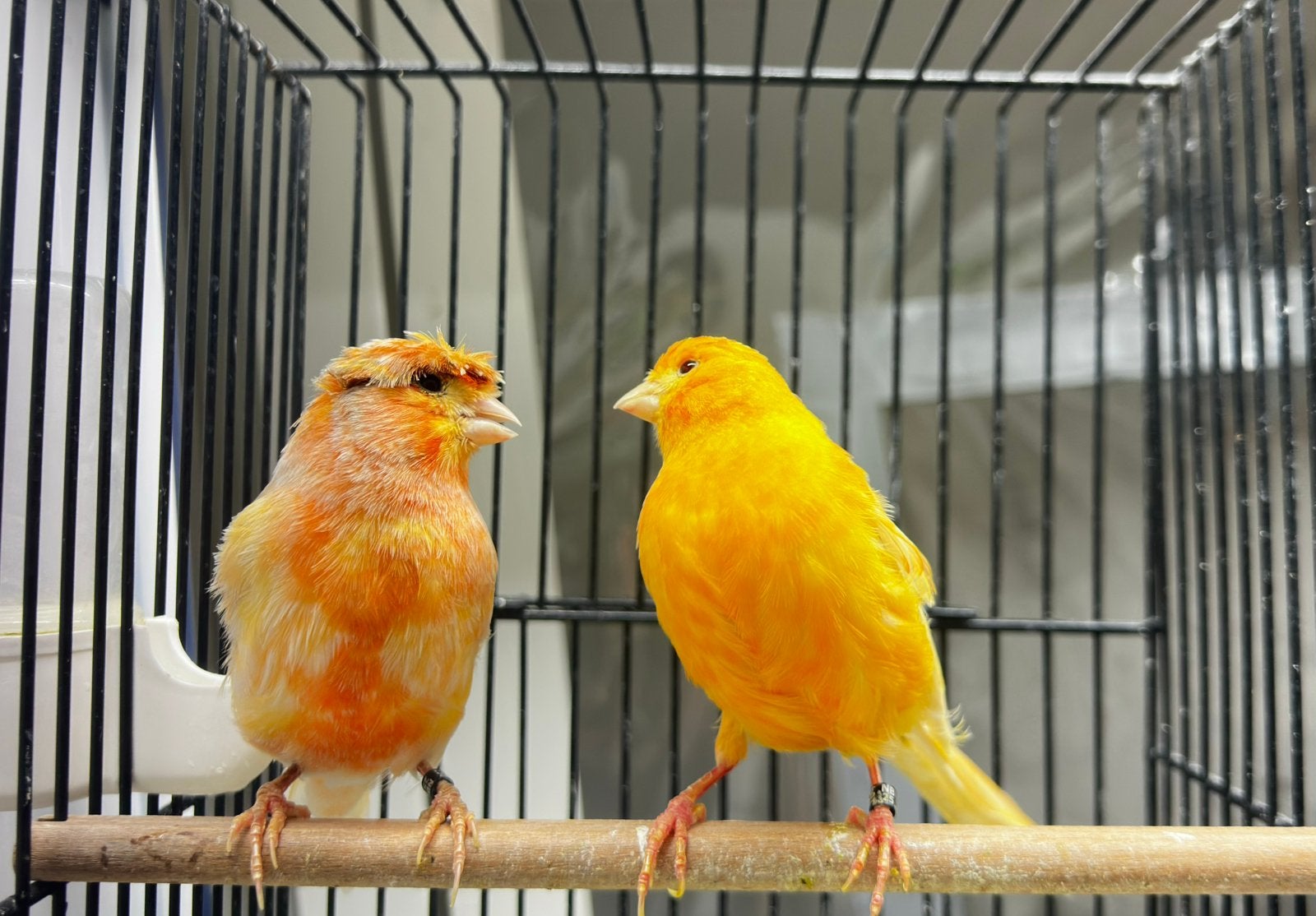 Koppel Kanaries, Dieren en Toebehoren, Meerdere dieren, Kleurkanarie