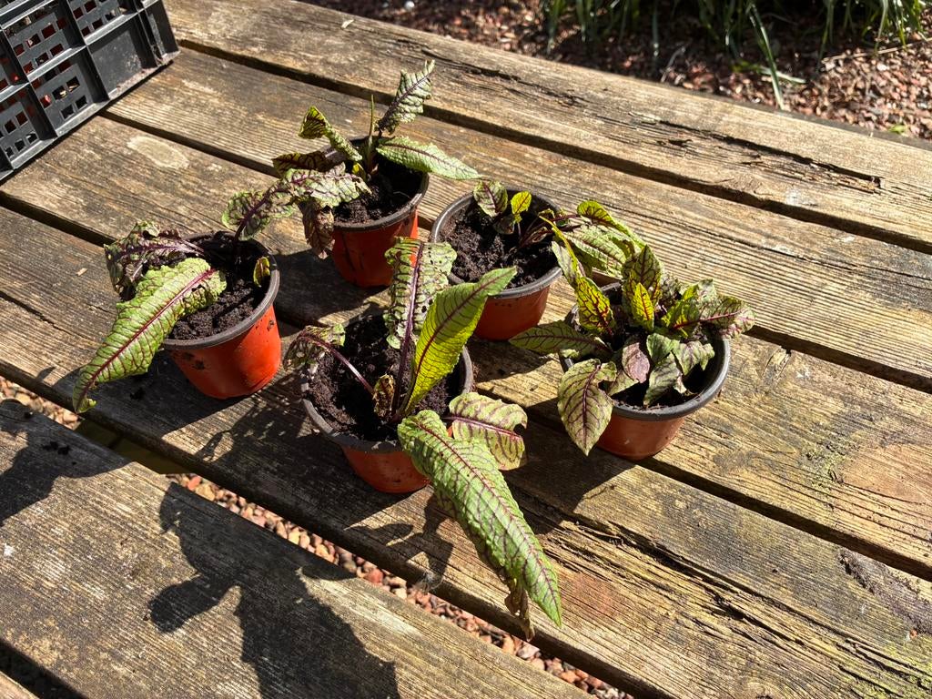 Vaste plant Bloedzuring, Ophalen, Vaste plant, Overige soorten, Halfschaduw