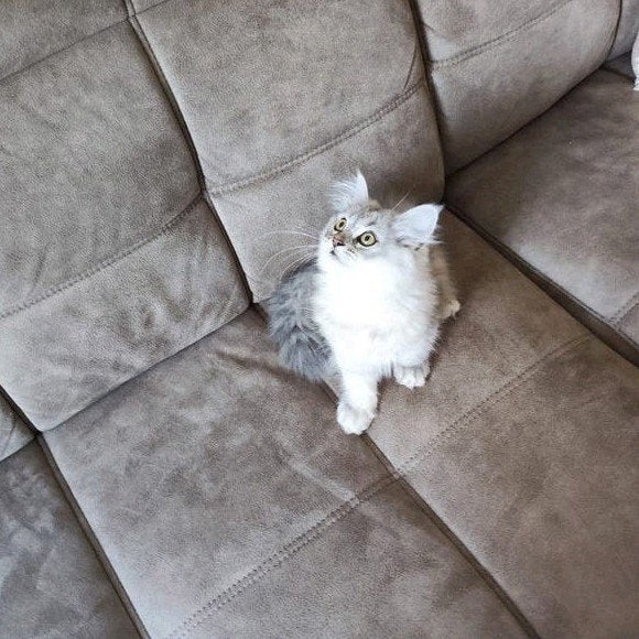 Mooie Britse Langhaar kitten, klaar voor verhuizing, Poes, Ontwormd, 0 tot 2 jaar