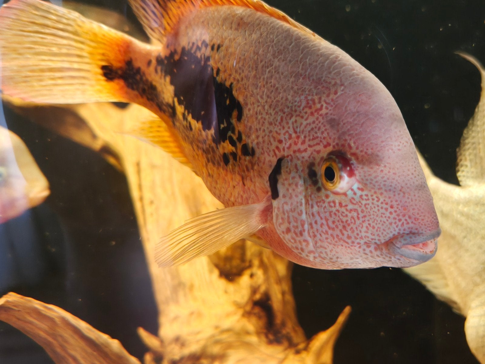 Vieja bifasciata vrouwtje, Dieren en Toebehoren, Vissen | Aquariumvissen, Vis
