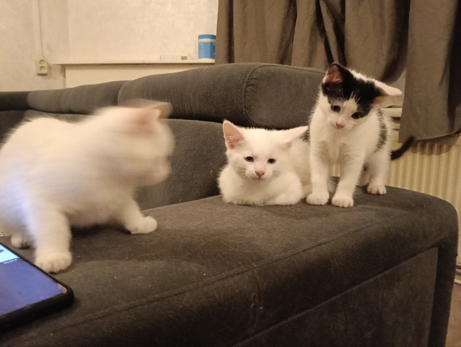 kitten te koop, Dieren en Toebehoren, Kortharig, 0 tot 2 jaar
