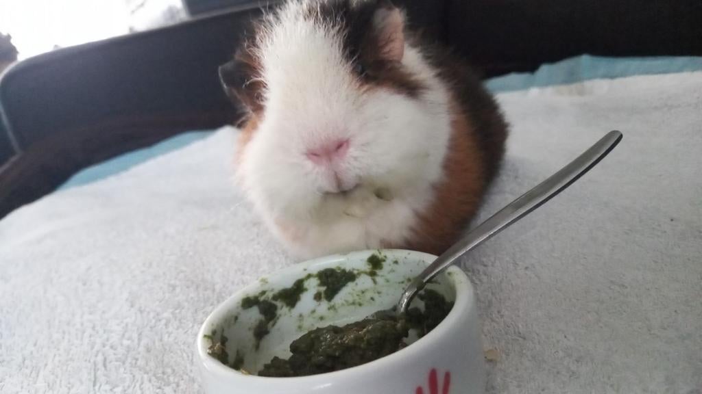 Nood plaats voor cavia's aangeboden, Dieren en Toebehoren, Knaagdieren, Januari, Vrouwelijk, Cavia