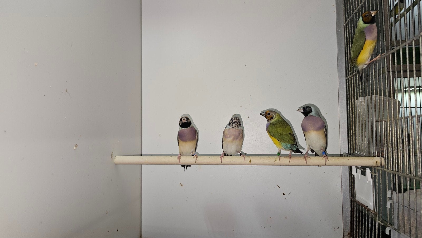 0-5 gould amadine, Dieren en Toebehoren, Vrouwelijk