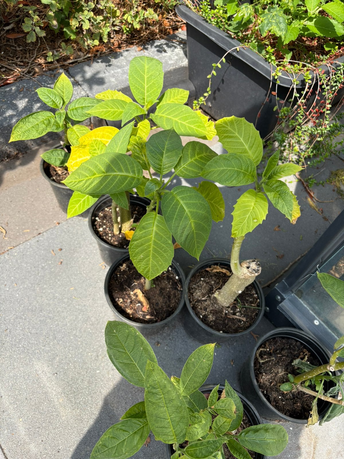 Brugmansia stekken 6 stuks, Tuin en Terras, Planten | Tuinplanten, Ophalen, Overige soorten, Volle zon