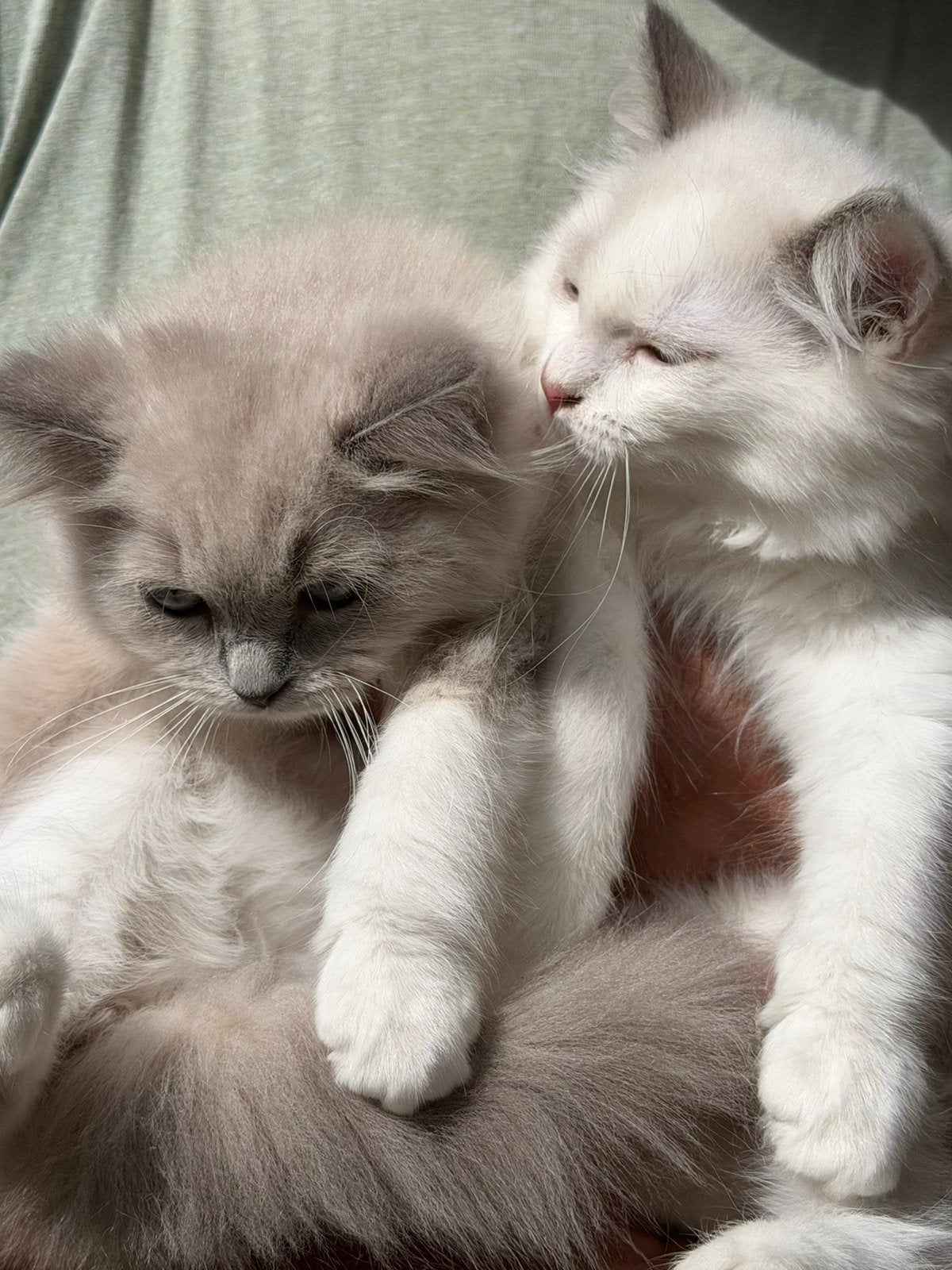 Raszuivere Ragdolls Blue point mitted en bicolor poezen, Dieren en Toebehoren, Poes