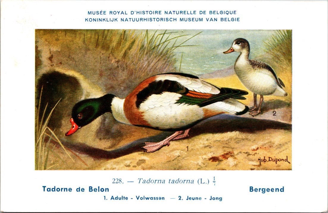 Bergeend / Common Shelduck – Nº 228 – (KBIN / IRSNB), Verzenden, 1940 tot 1960, Ongelopen, Vogel