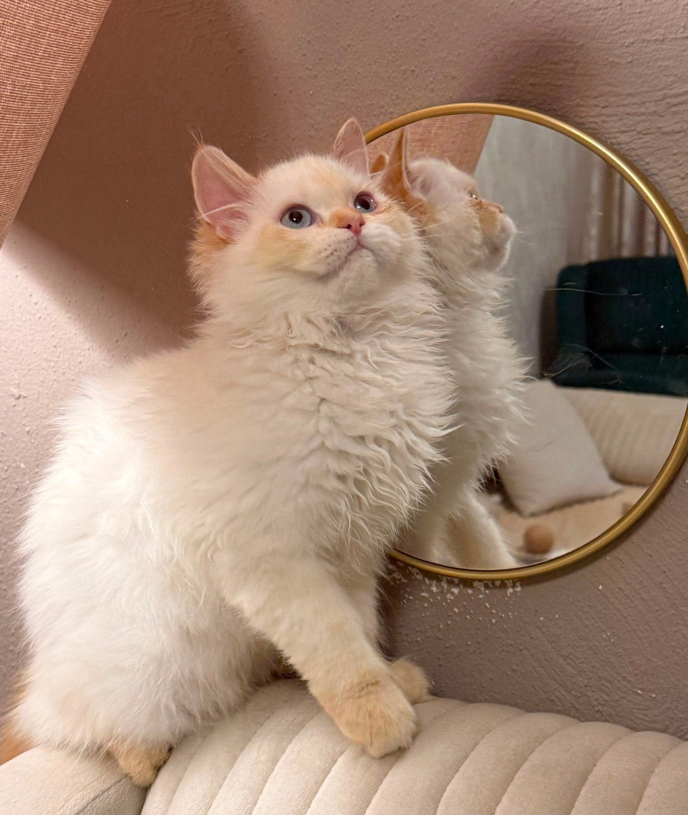 prachtige Siberisch×Perzisch kitten–oranje crème vac, Kater, Ontwormd, 0 tot 2 jaar