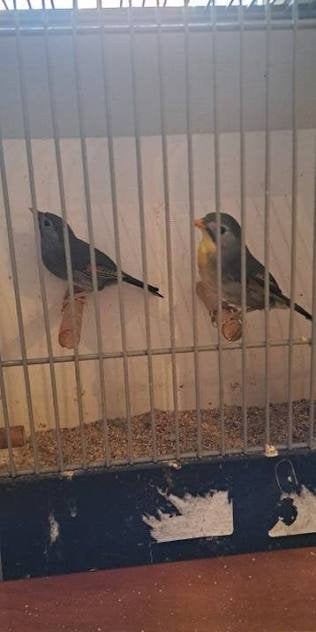 0-0-2 Japanse nachtegalen, Dieren en Toebehoren, Meerdere dieren, Geringd