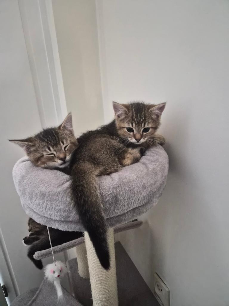Xbritse golden kittens, Dieren en Toebehoren, Katten en Kittens | Raskatten | Korthaar, Meerdere dieren, Ontwormd