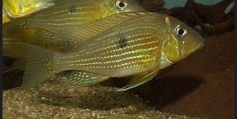 Zuid Amerikaanse Cichliden: Geophagus taeniopareius Wildvang, Dieren en Toebehoren, Vis, Zoetwatervis