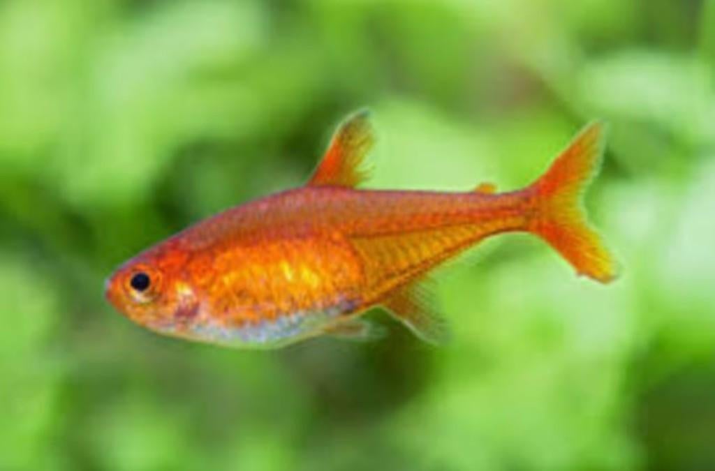 Hyphessobrycon amandae - Amber tetra - Koidream Valburg, Vis, Zoetwatervis, Schoolvis