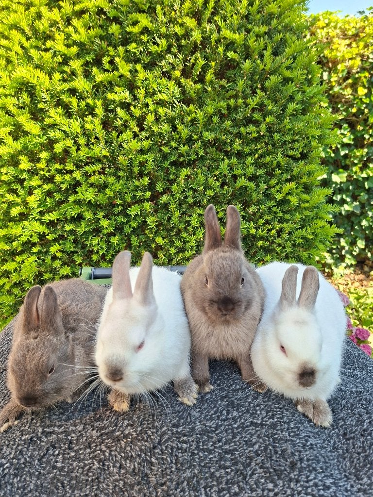 Te koop: raszuivere kleurdwergen (vrouwtjes), Vrouwelijk, Dwerg, 0 tot 2 jaar