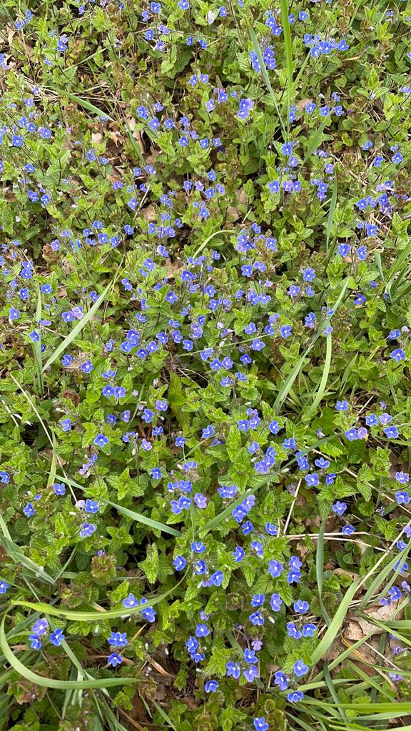 Ereprijs voor de vlinders, Tuin en Terras, Planten | Tuinplanten, Ophalen, Overige soorten, Volle zon