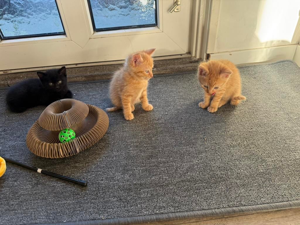 Kittens 25 maart 2026, Meerdere dieren