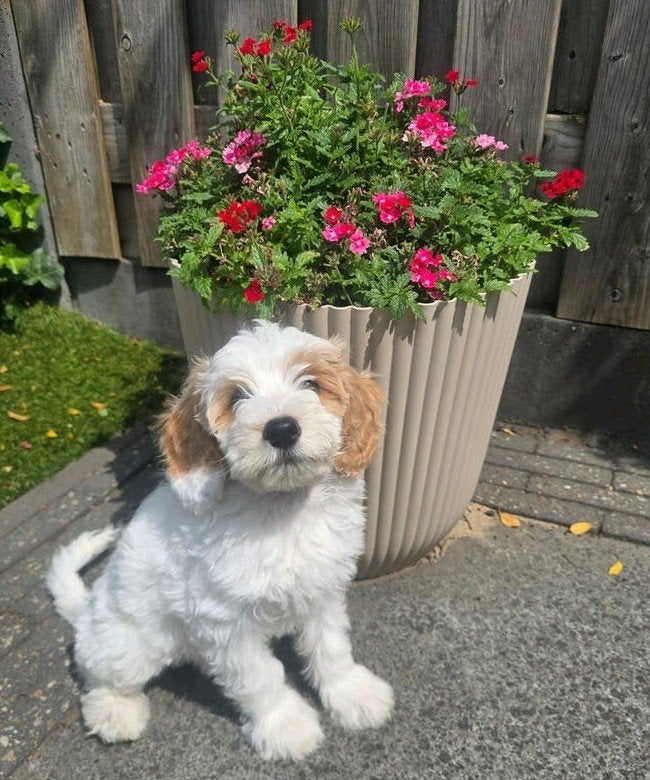 Labradoodle pup Teefje 10 weken oud, Dieren en Toebehoren, Parvo, Overige rassen, 8 tot 15 weken, Teef