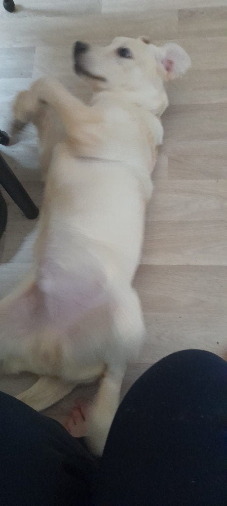 labrador x golden retriever 1 jaar oud, Reu, CDV (hondenziekte), 1 tot 2 jaar, Labrador retriever