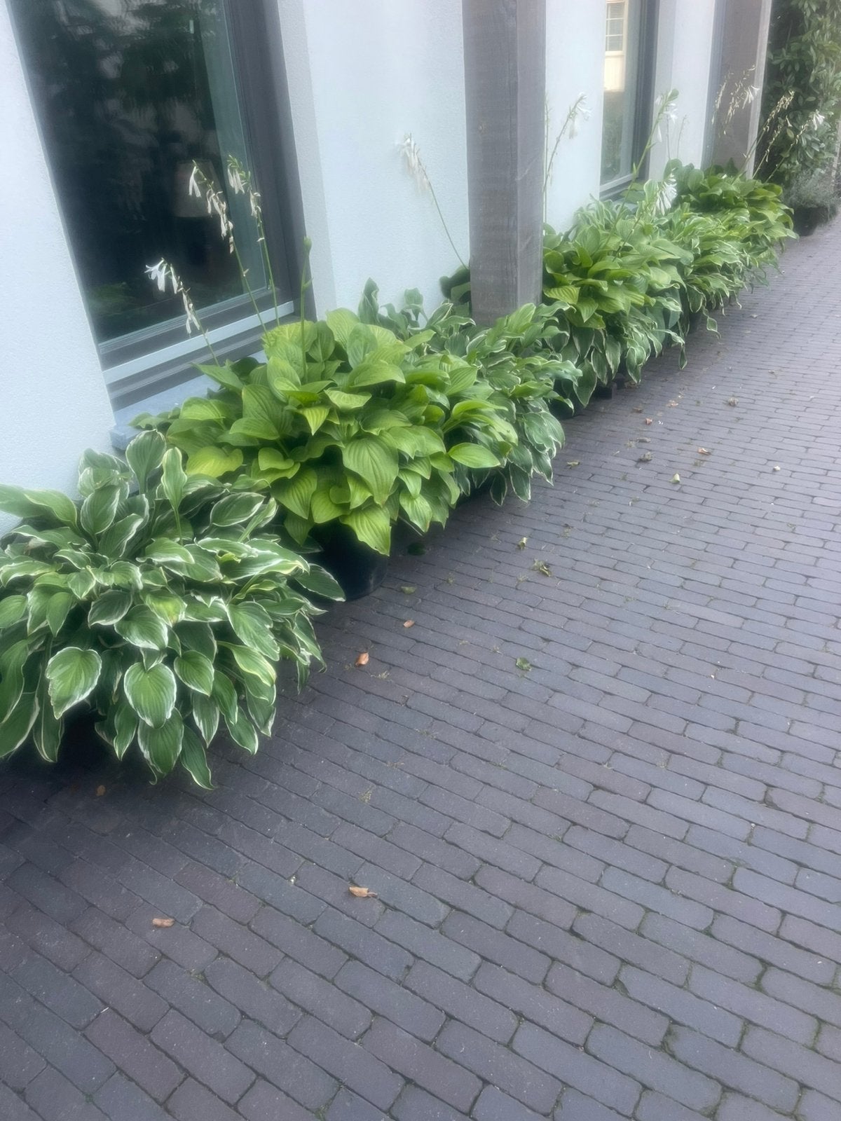 Hosta’s, Ophalen, Hortensia, Minder dan 100 cm
