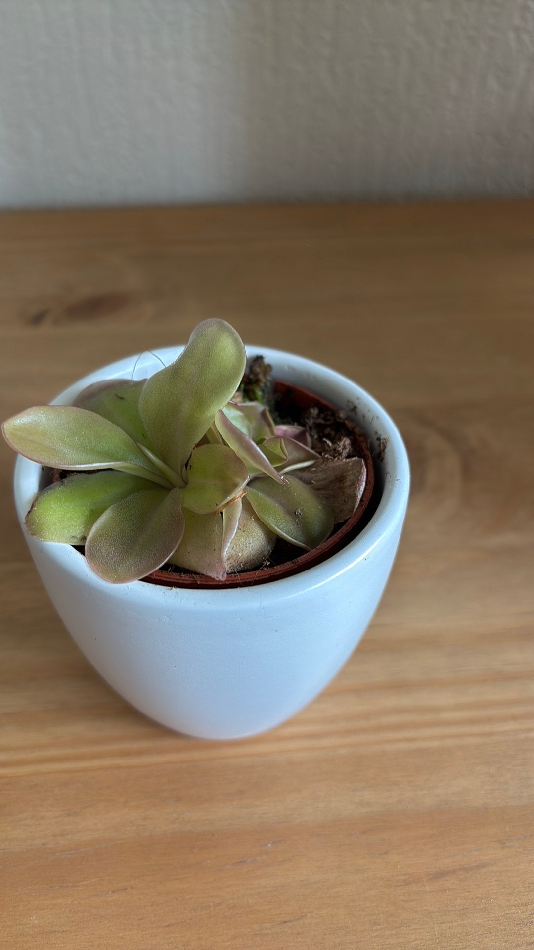 Vetblad/Pinguicula Tina 1, Ophalen of Verzenden, Halfschaduw, Minder dan 100 cm