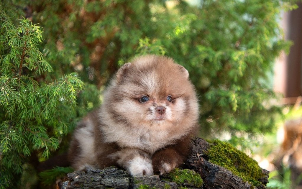 Pomeriaan pup teefje Merle Bear type – te reserveren, Dieren en Toebehoren, Honden | Poolhonden, Keeshonden en Oertypen, Keeshond