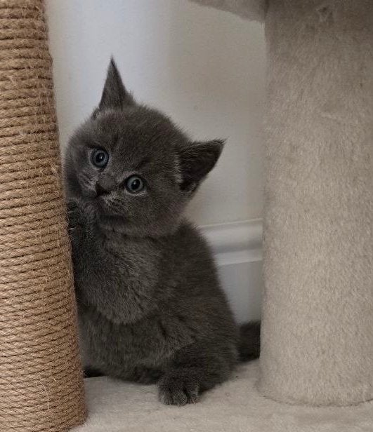 Britse korthaar kittens, Meerdere dieren, 0 tot 2 jaar