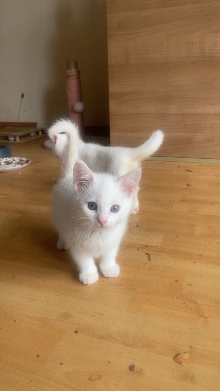 Kittens turkse Angora, Dieren en Toebehoren, Ophalen of Verzenden