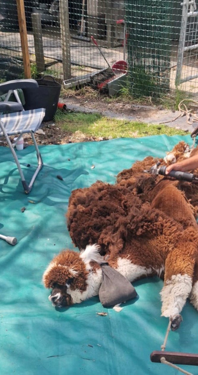 Zachte Alpaca Vacht Bruin - Ideaal voor Spinnen of Vilten, Hobby en Vrije tijd, Spinnewielen en Spinnen, Ophalen of Verzenden