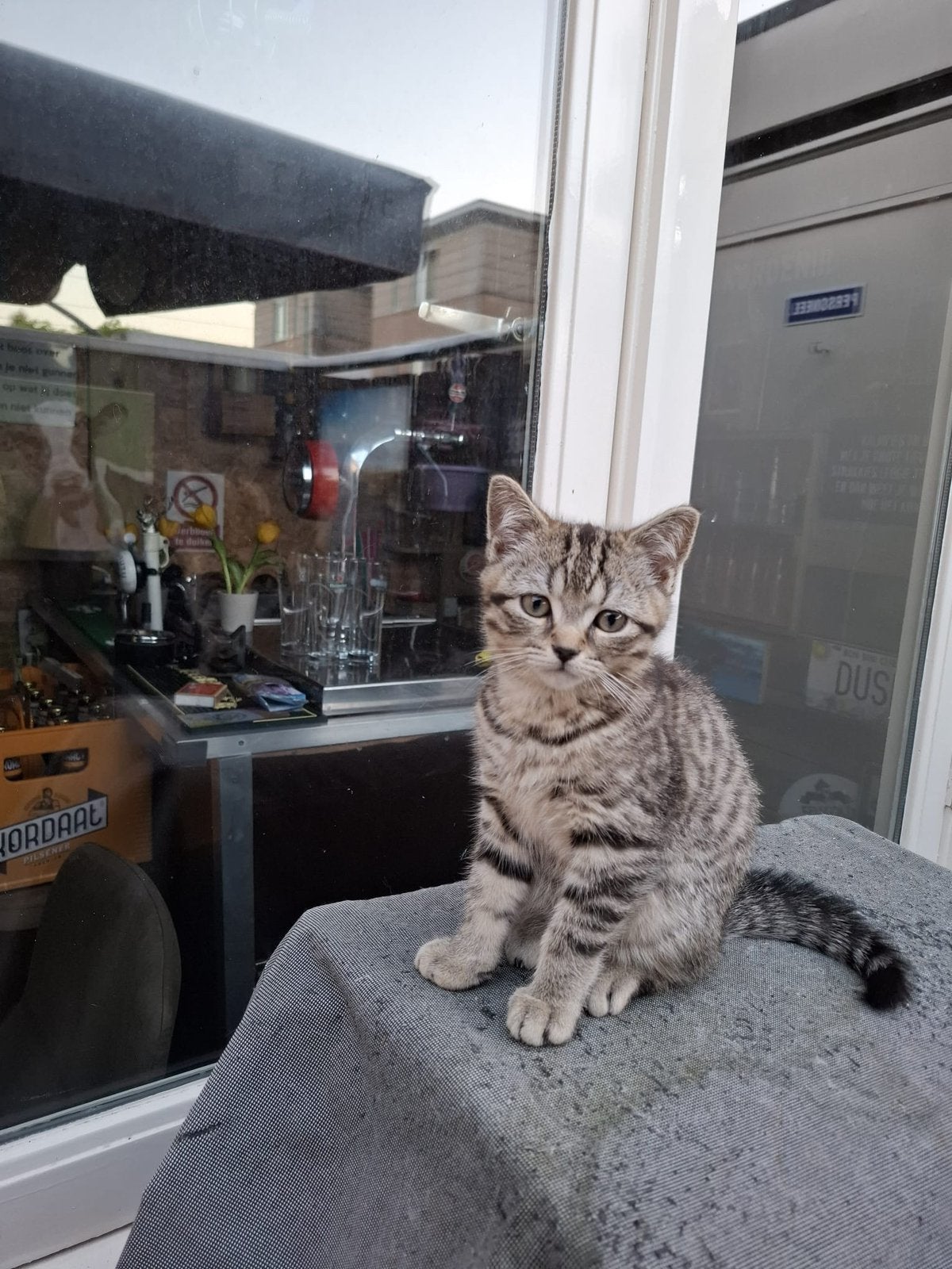Super lieve britse korthaar kittens!, Meerdere dieren