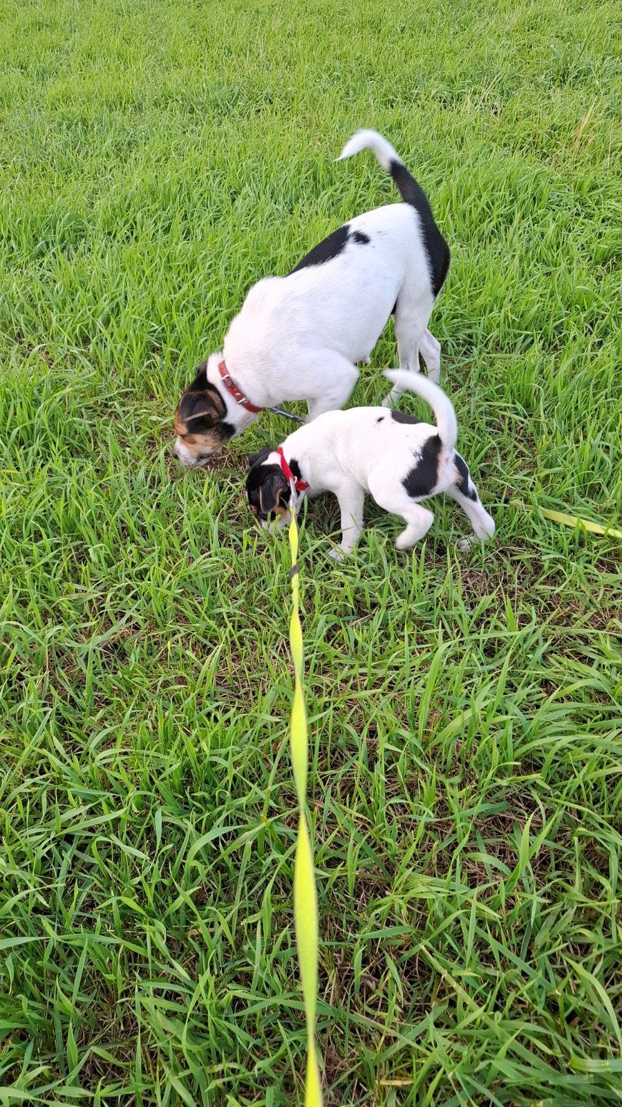 Super lieve en mooie boerenfox pup, Dieren en Toebehoren, Overige rassen, 8 tot 15 weken, CDV (hondenziekte), Meerdere