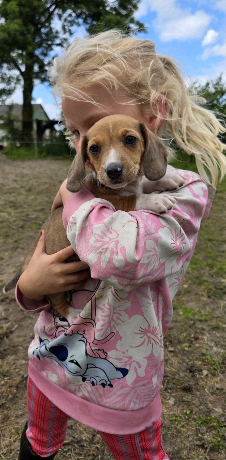 Nog 2 schatjes zoeken een nieuw huisje., Dieren en Toebehoren, Honden | Teckels en Dashonden, Korthaar, Dwerg, Meerdere, Meerdere dieren