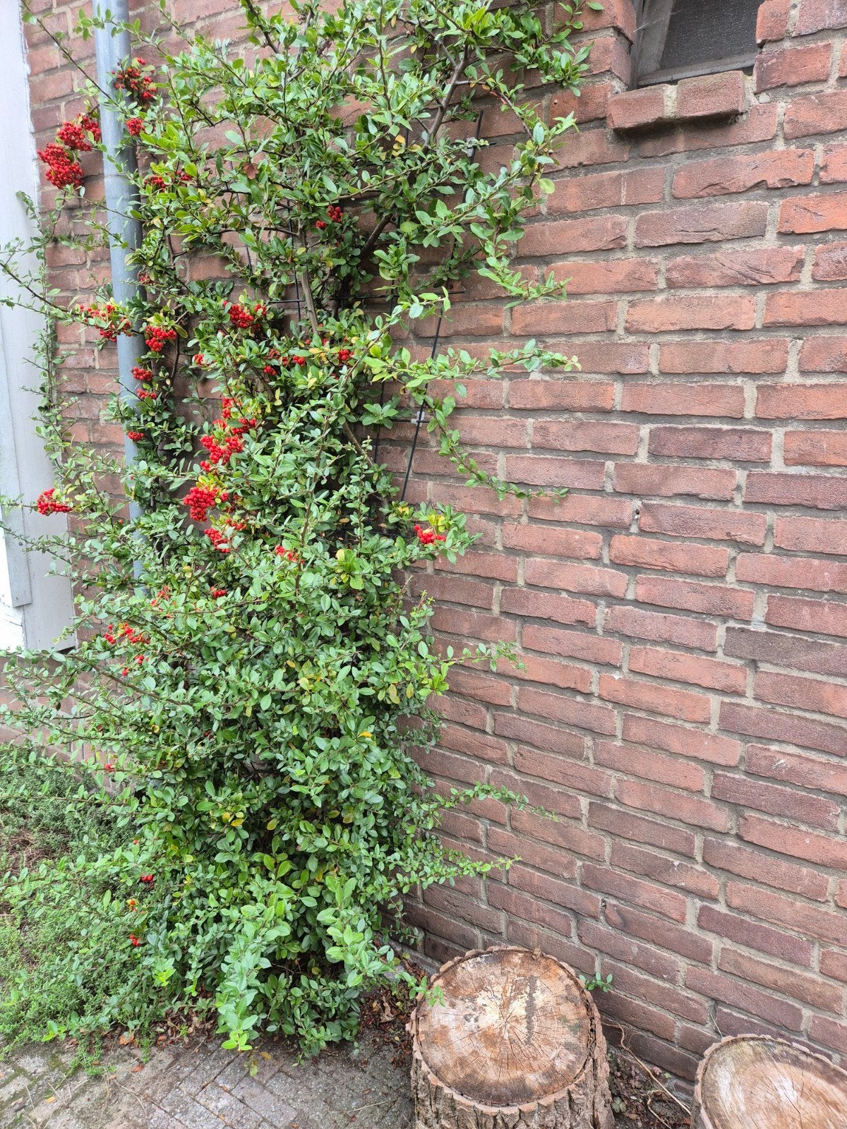 Vuurdoorn (Pyracantha) - Klimplant met rode bessen, Ophalen, Volle zon, Vaste plant, Klimplanten